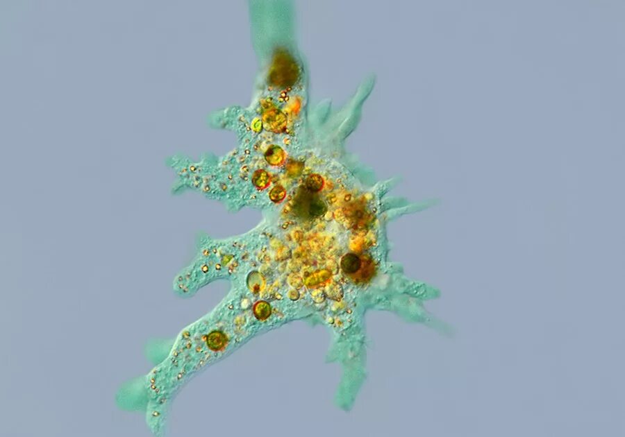 амеба протей микроскоп. Amoeba proteus микроскоп 600. микроскопическая амеба. амёба обыкновенная микроскоп. амеба протей микроскоп.