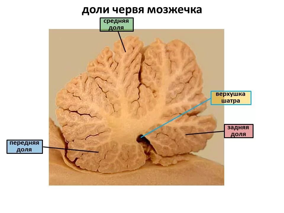 Ни клочка. Ни клочка. Внешнее строение мозжечка анатомия. Ни клочка. Мозжечок анатомия борозды.