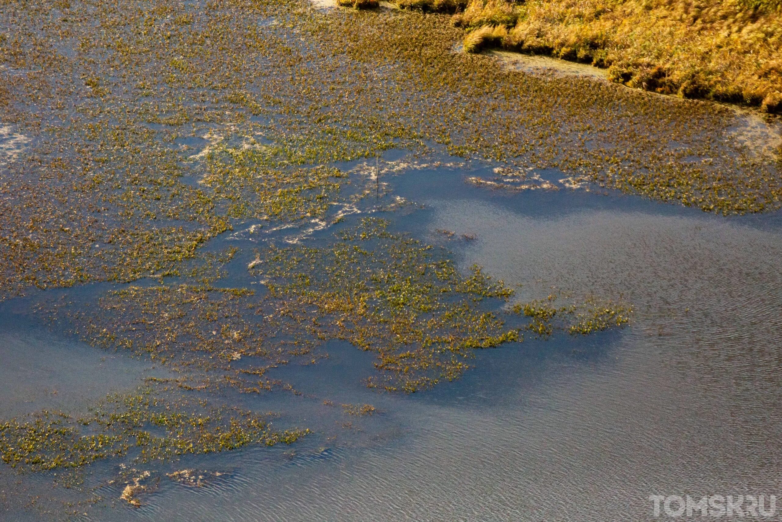 Болотистая вода. Васюганские болота. Болотная вода. Болото вода. Болота хранилища воды.