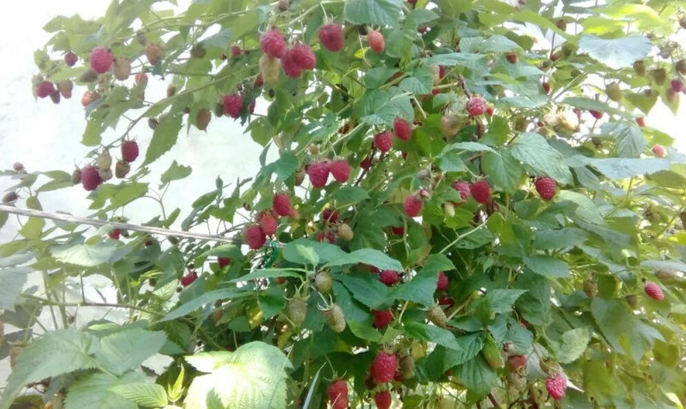 Малина галактика описание сорта. Малина Галактика. Малина дерево Галактика. Малина Галактика фото. Малиновое дерево Галактика фото.