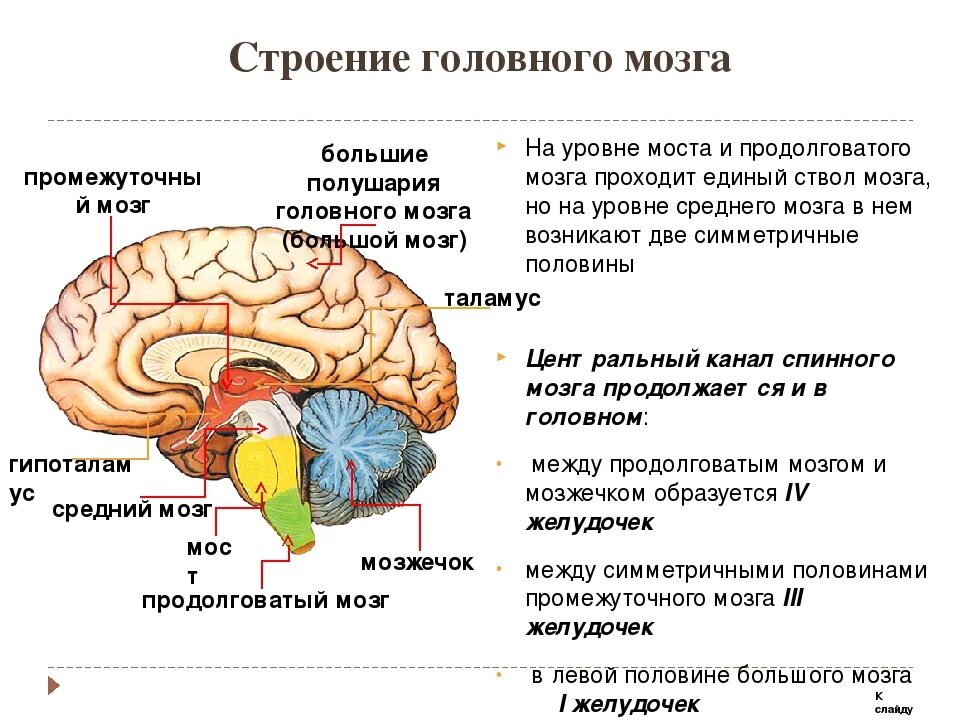 Функции выполняют отделы ствола мозг