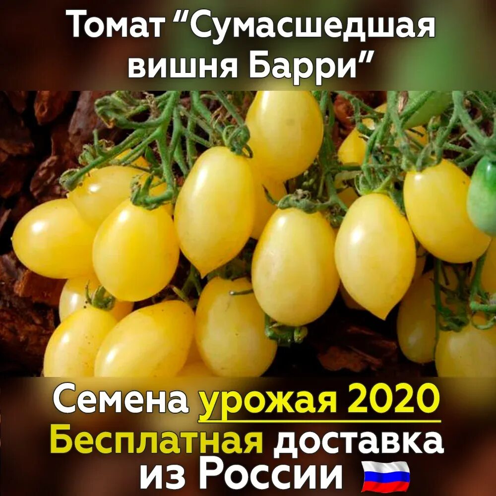 Барри помидор. Семена помидор сумасшедшие вишни Барри. Томат сумасшедшие вишни Барри Мязина. Томат Барри Крэйзи черри. Томат сумасшедшие черри Барри.