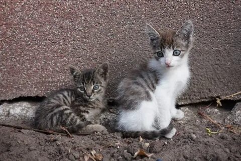 Куда пристроить бездомных котят