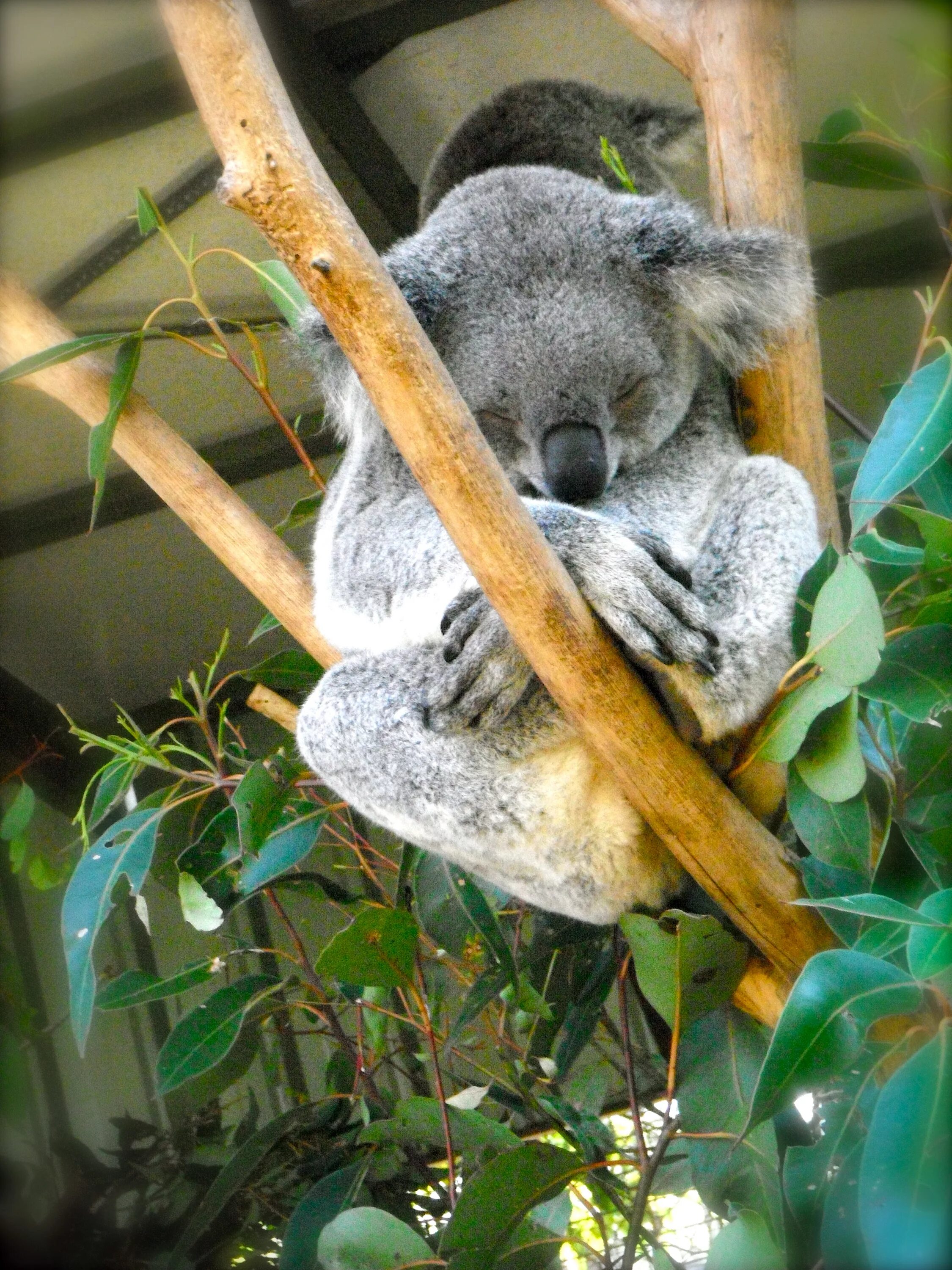 Коала цвет. Краснохвостый коала. Коала в доме. Куала домашняя.