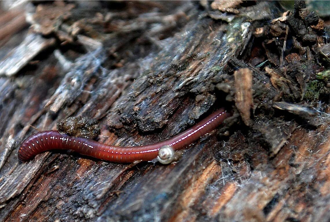 Червей стволы. Дождевые черви это насекомое?. Дождевые черви биоиндикаторы. Обыкновенный дождевой червь.