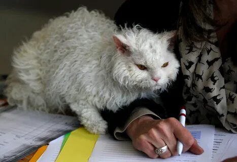 Кошки овцы