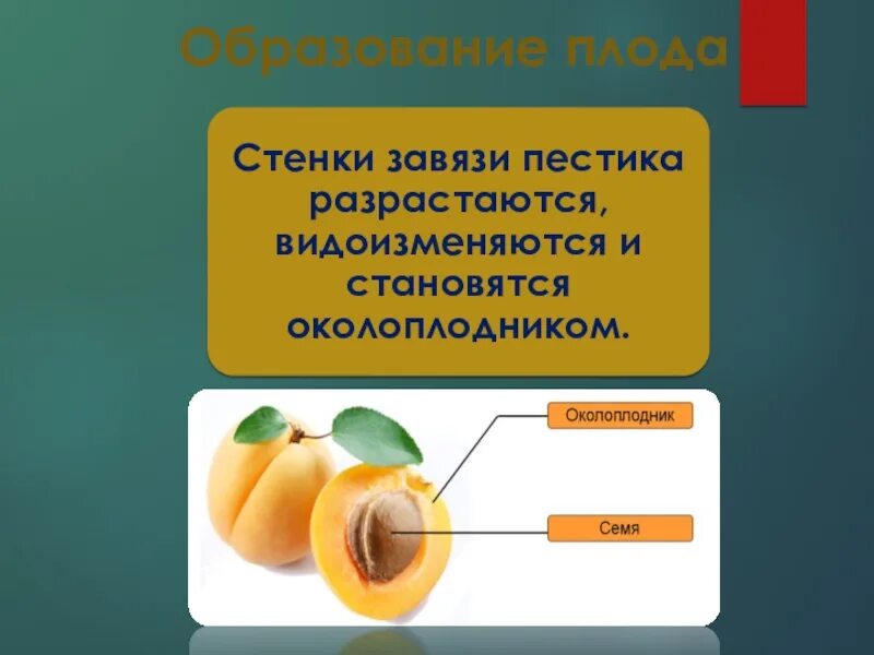 Образование плодов. Образование плода. Образование плода растений. Оплодотворение образование плодов и семян. Из чего образуется плод абрикоса впр