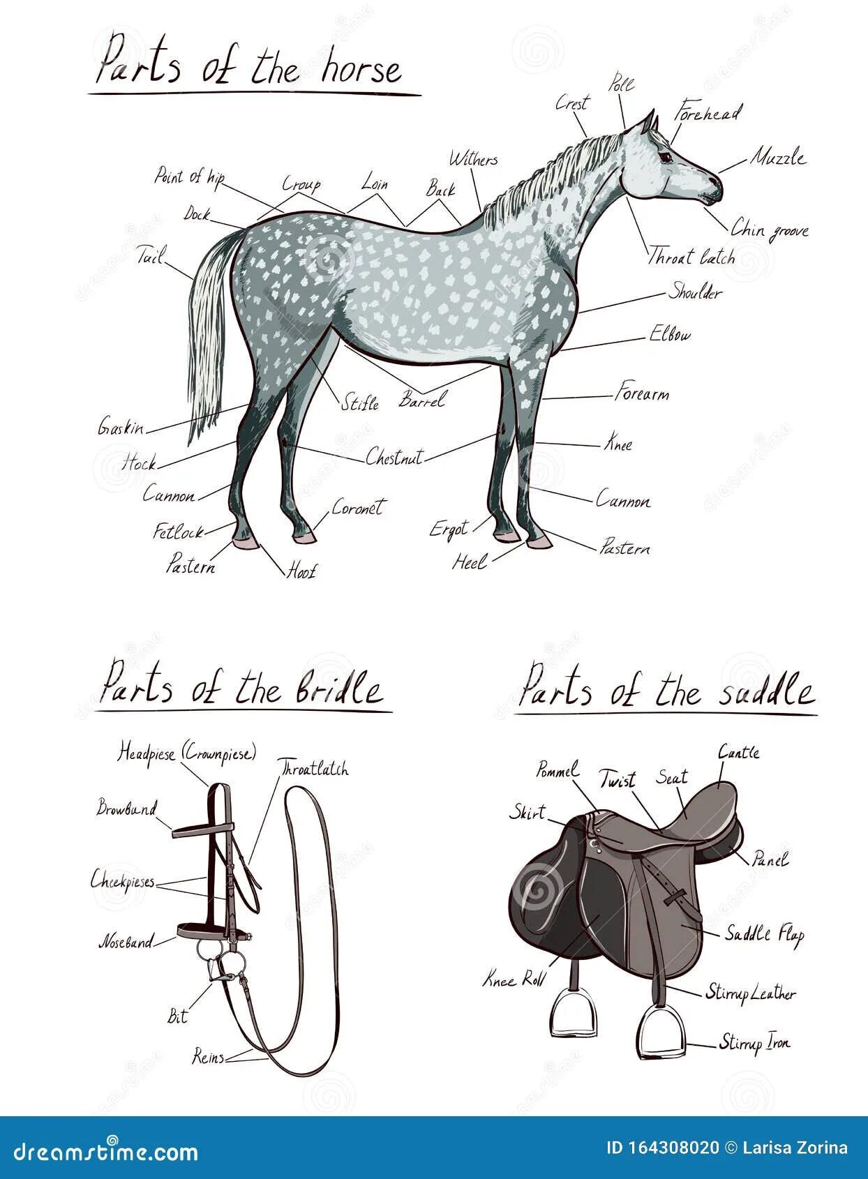 Части лошади. Строение седла для лошади. Лошадь схема. Седло для лошади схема.