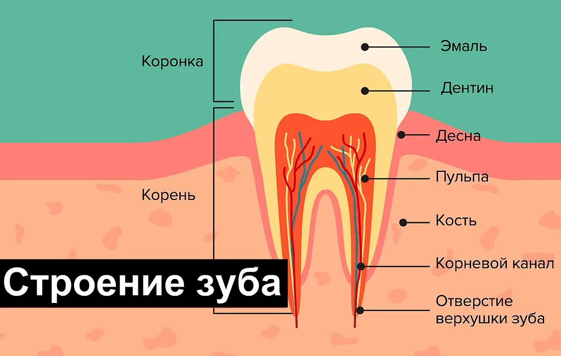 Пришеечный пародонтоз. Десна на английском. Десна на английском. Строение зуба анатомия. Десна на английском.