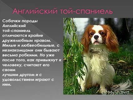 Как пишется спаниель