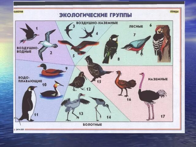 Экологические группы Пти. Класс птицы многообразие. Экологические группы птиц таблица. Экологические отряды птиц.