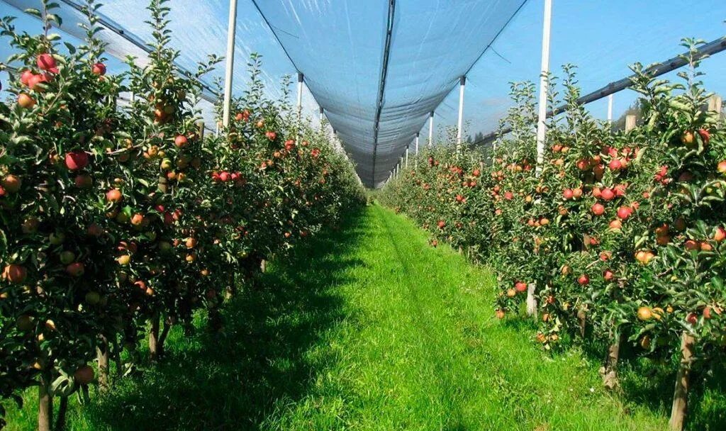 шпалерные яблоневые сады. рынок саженцев в крыловской. саженцы кбр. саженцы сады ставрополья. шпалерные яблони ставрополье.