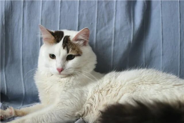 кот ангорской породы. белые коты с черным хвостом. белая кошка с подосктым. белая кошка с подосктым. белая кошка с серым хвостом.