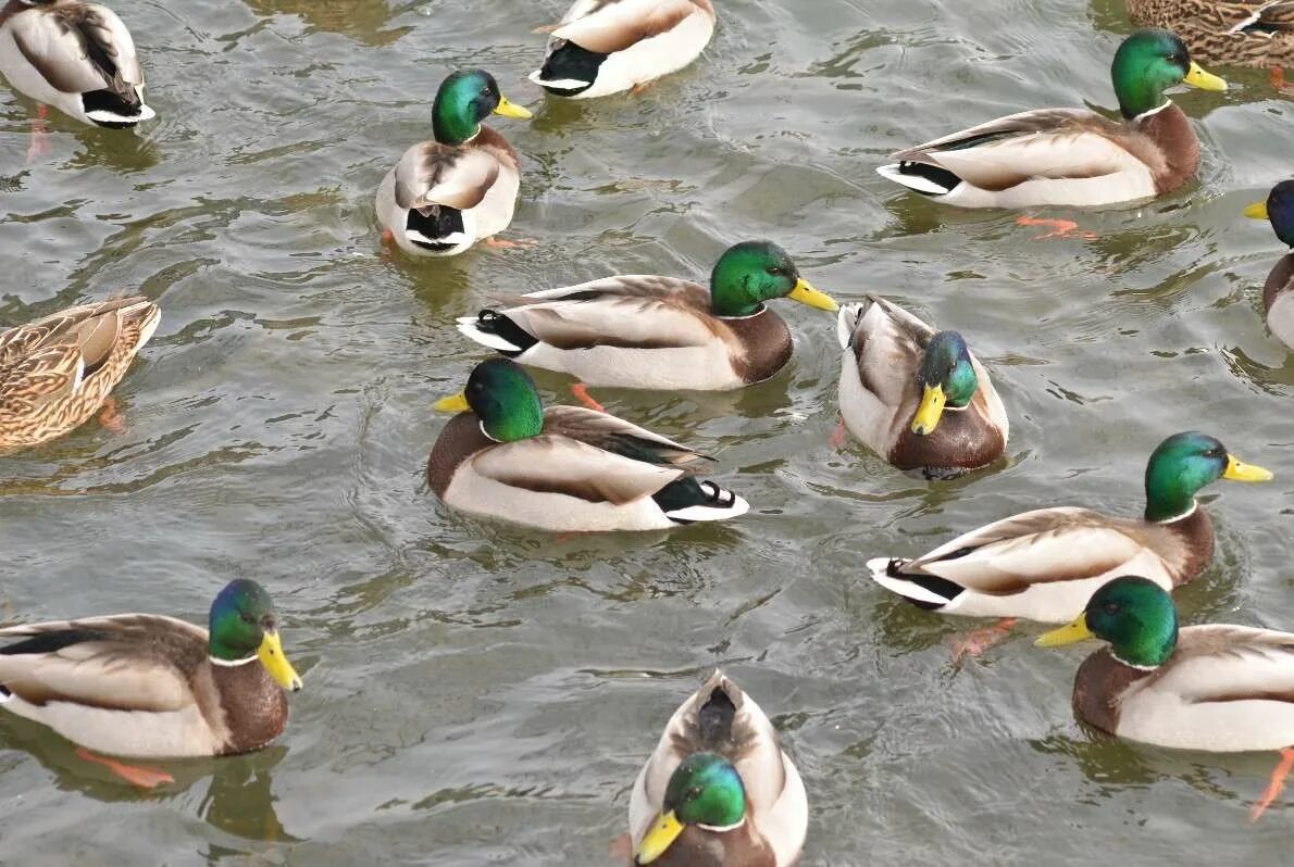 Самый богатый селезень в мире. Утка кряква породы. Селезень 4. Крупная утка. Мир уток.