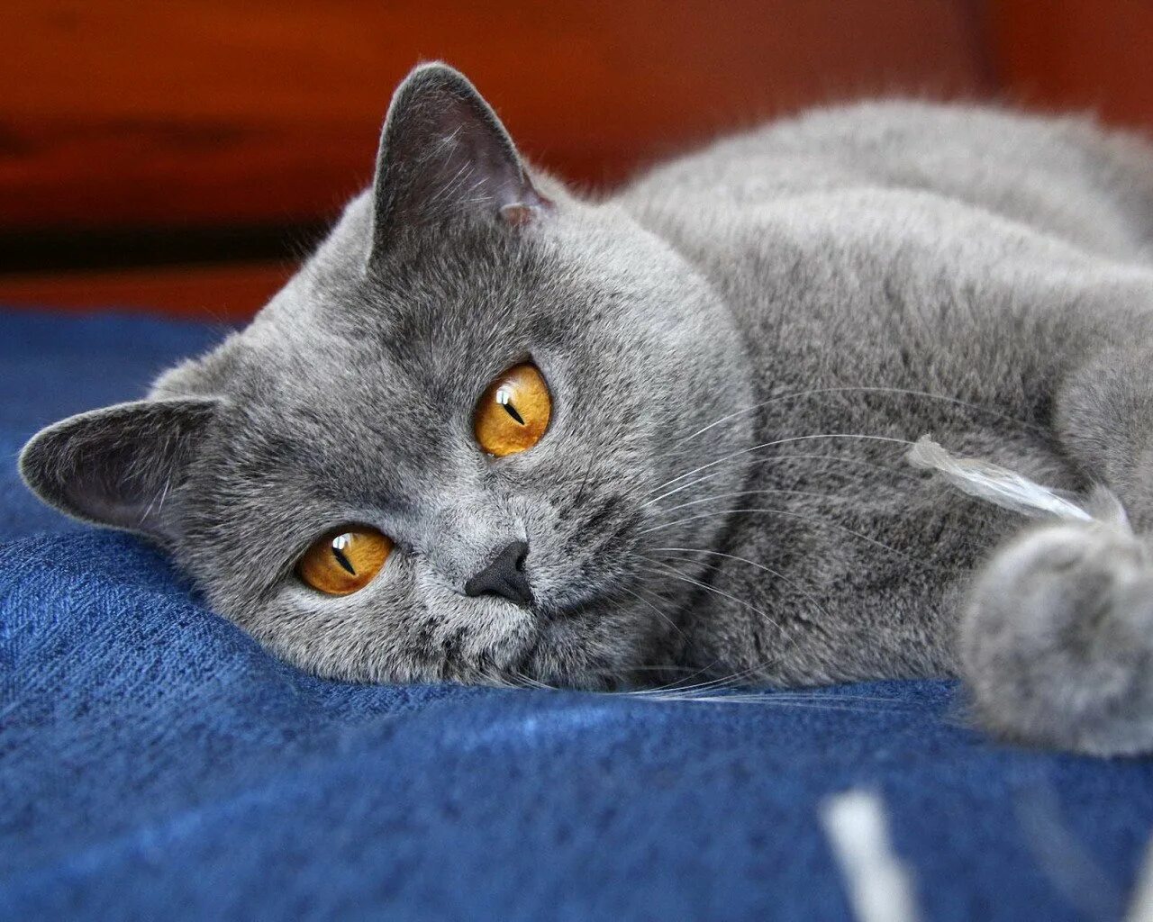 Комплект постельного белья alis в детскую. Милые котики. Набор киса 6 предметов. Кошки маленькие милые. Мама киса.