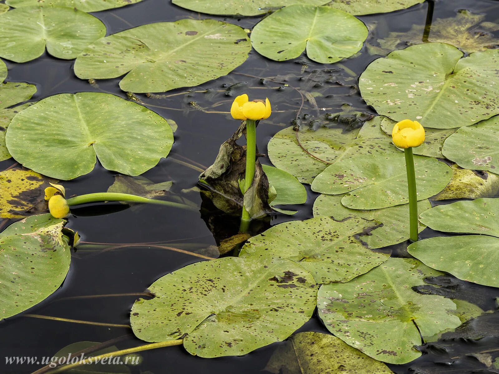 Кубышка (Nuphar). Кубышка желтая (Nuphar lutea). Кубышка жёлтая - Nuphar luteum,. Кубышка кувшинка стрелолист. Полна кубышка