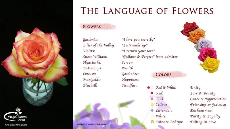 Flower language приложение. The language of flowers. flower language цветы. flowers language цветы tiktok. flower language шаблон.