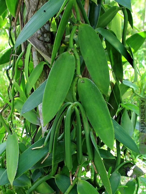 Vanilla planifolia. Vanilla planifolia Andrews. Ваниль растение садовое. Мадагаскарская ваниль.