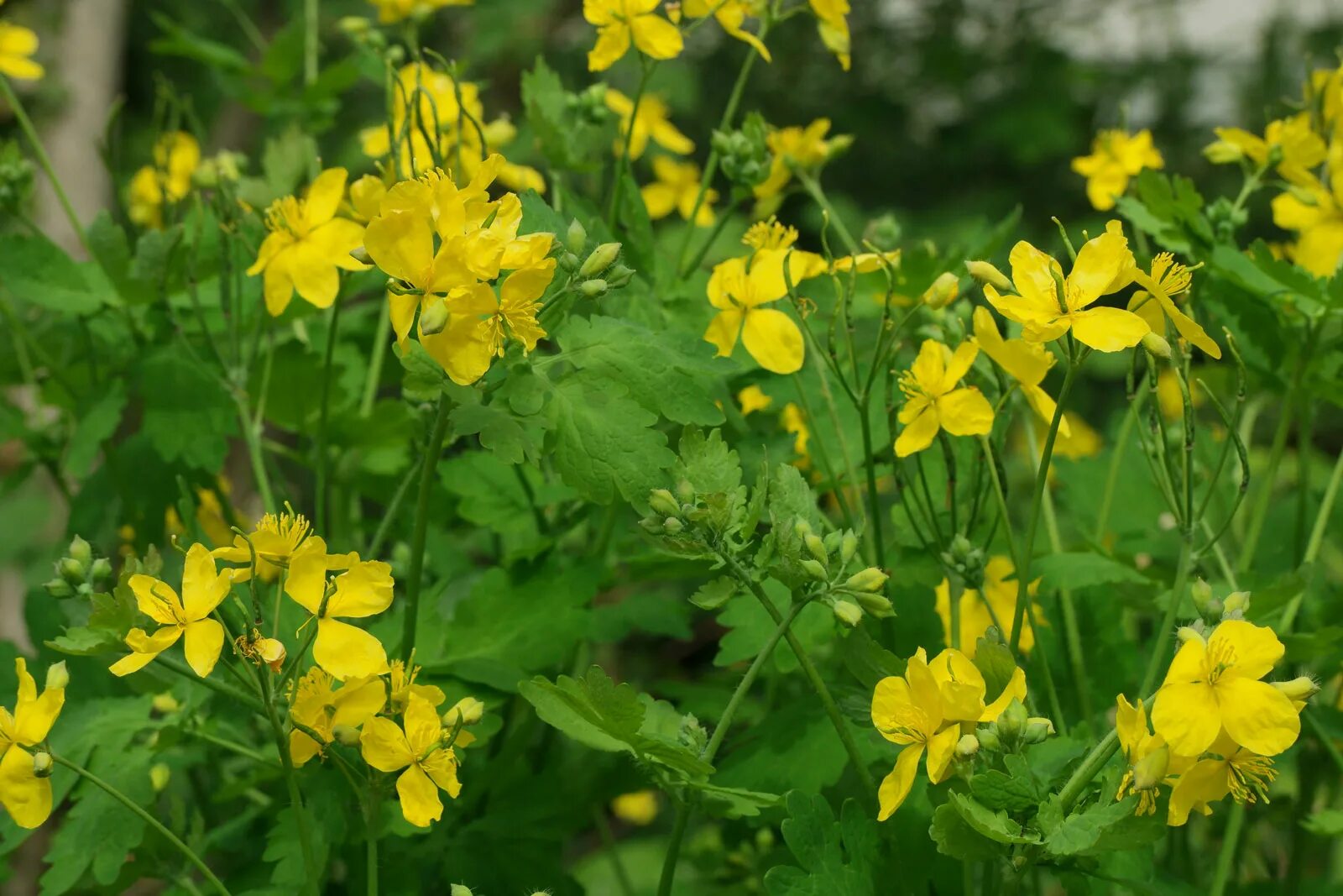 Чистотел Chelidonium majus. Чистотел большой (Chelidonium majus l.). Чистотел соцветие. Чистотел Майский. Чистотел способ