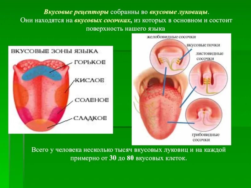 Кончик языка лучше различает. Вкусовые рецепторы. Где расположены вкусовые рецепторы. Вкусовые рецепторы на языке. Рецепторы языка человека.