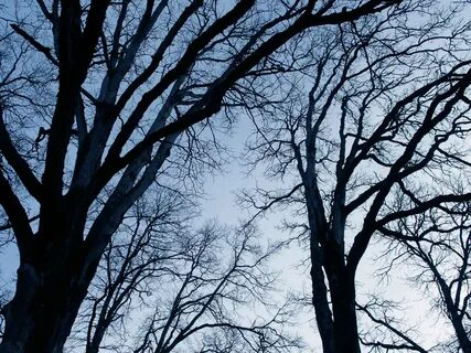 Bare trees