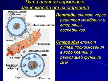 Гормон зависимости