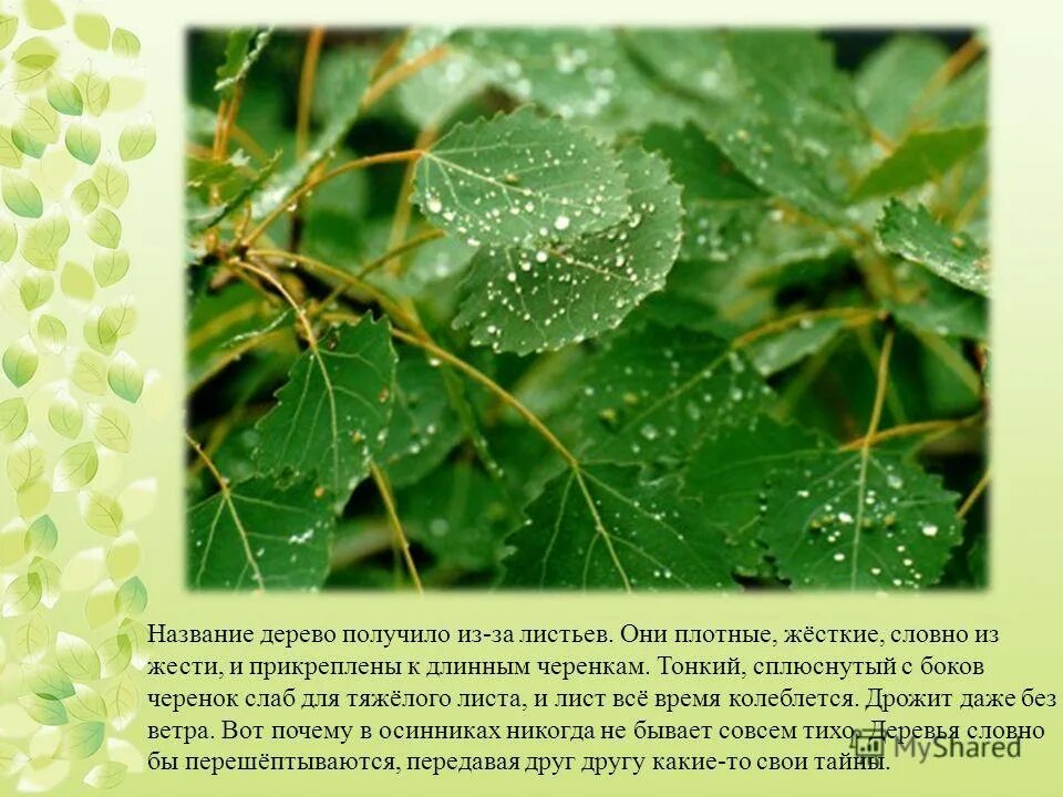 Трепещущий листок лечат