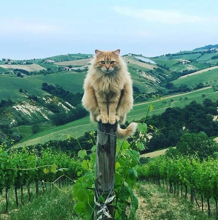Покажи cat net