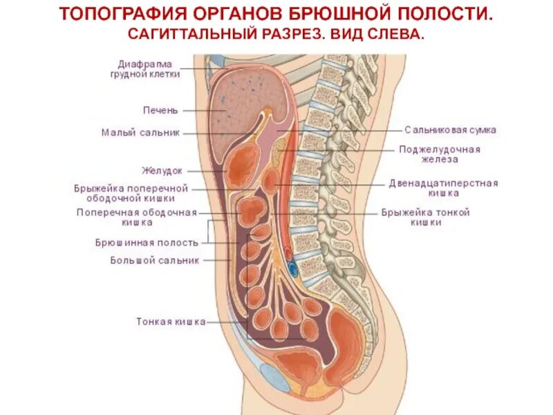 Внутренняя часть живота. Строение внутренних органов человека брюшная полость. Строение брюшины и брюшной полости. Строение брюшины анатомия.