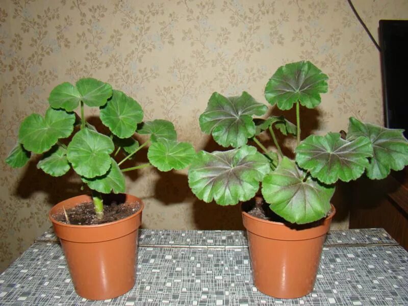 Почему краснеет герань комнатная. Лист пеларгонии. Болезни герани пеларгонии. Пеларгония краснеют листья. Почему краснеет герань комнатная.