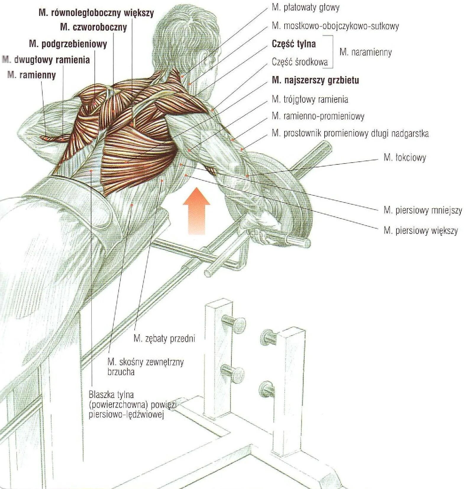 Упражнения на трапециевидную. Тяга-т грифа в тренажере с упором для груди. Тяга т образного грифа в наклоне с упором. Трапециевидная мышца спины упражнения. Тренажер тяга т грифа на спину.