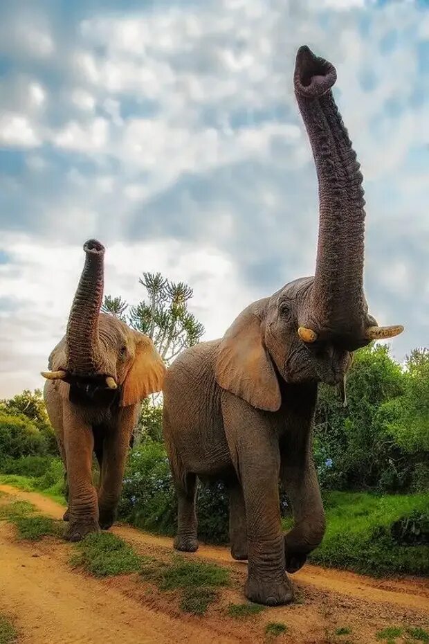 Слон слоновый. Шри Ланка слоны. Н Л О. Хобот слона. Слон хобот вверх.
