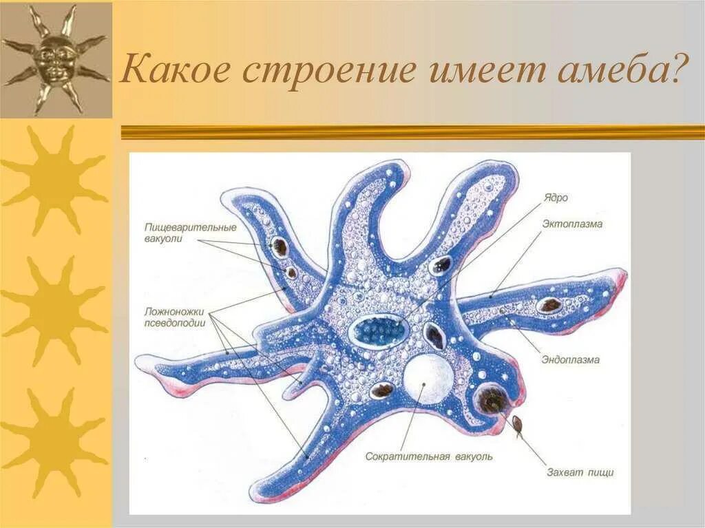 Строение питания. Строение питания