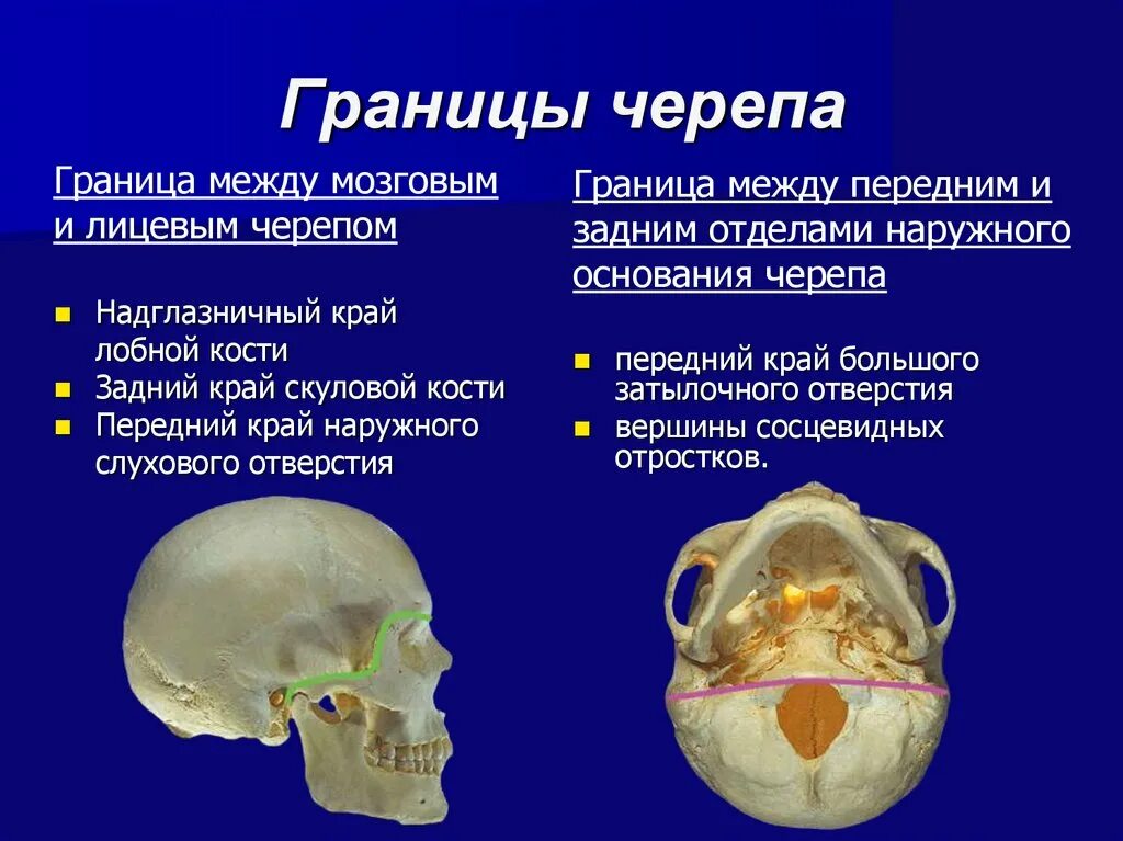 Граница отделяющая свод черепа от основания черепа. Деление черепа на мозговой и лицевой отделы. Свод и основание мозгового отдела черепа. Граница между лицевым и мозговым отделом. Свод головного мозга