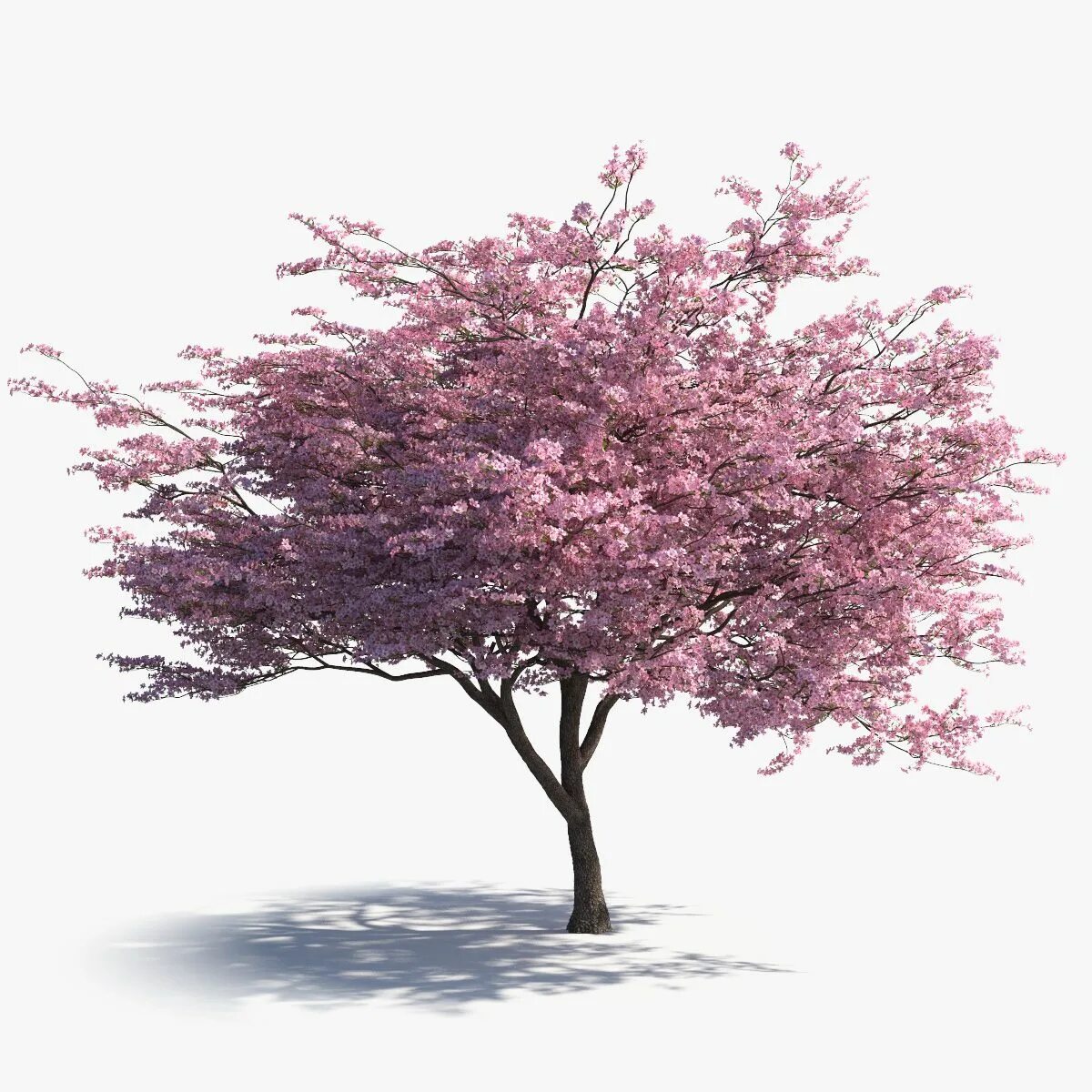 Розовое дерево без листьев. Сакура рендер дерево. Черри блоссом Gyu. Сакура сбоку дерево. Sakura 3pes дерево.