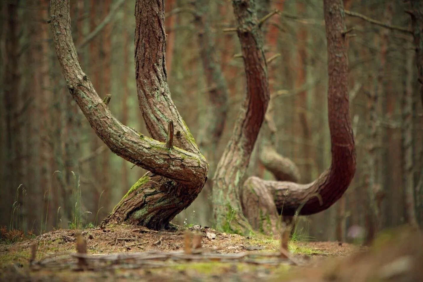 Пляшущий лес. Куршская коса Танцующий лес. Куршская коса Калининградская область Танцующий лес. Пляшущий лес Куршская коса.