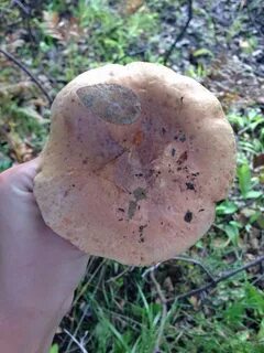 Грибы пахнут дустом