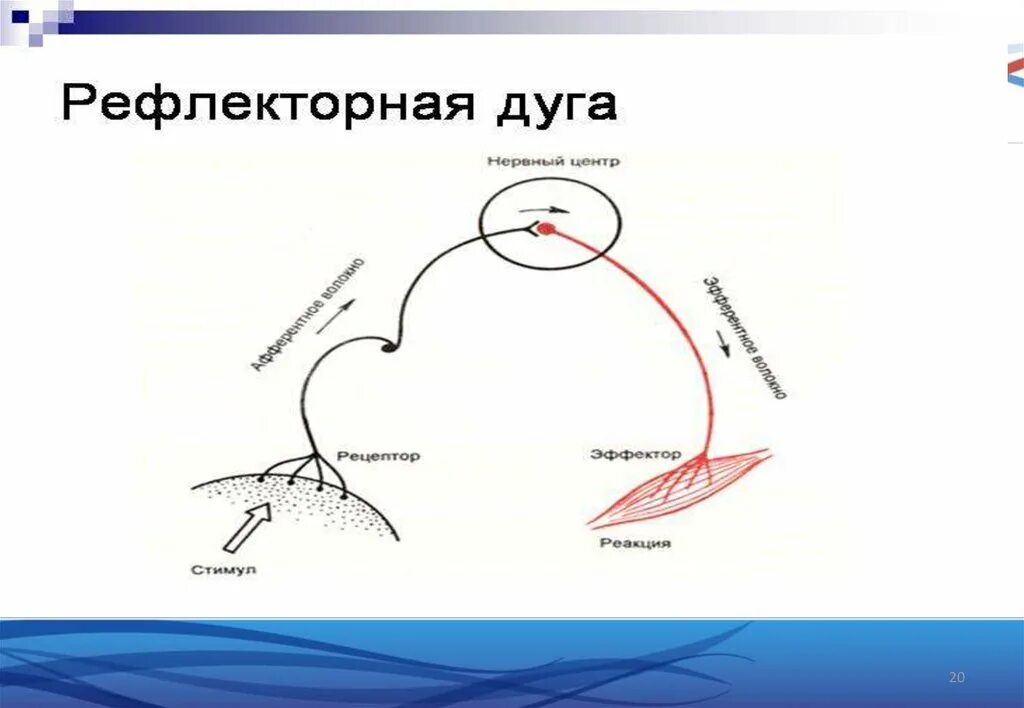 Рефлекторная дуга кашлевого рефлекса схема. Схема рефлекторной дуги чихания и кашля. Рефлекторная дуга чихания схема. Рефлекторные дуги чихания и кашля.