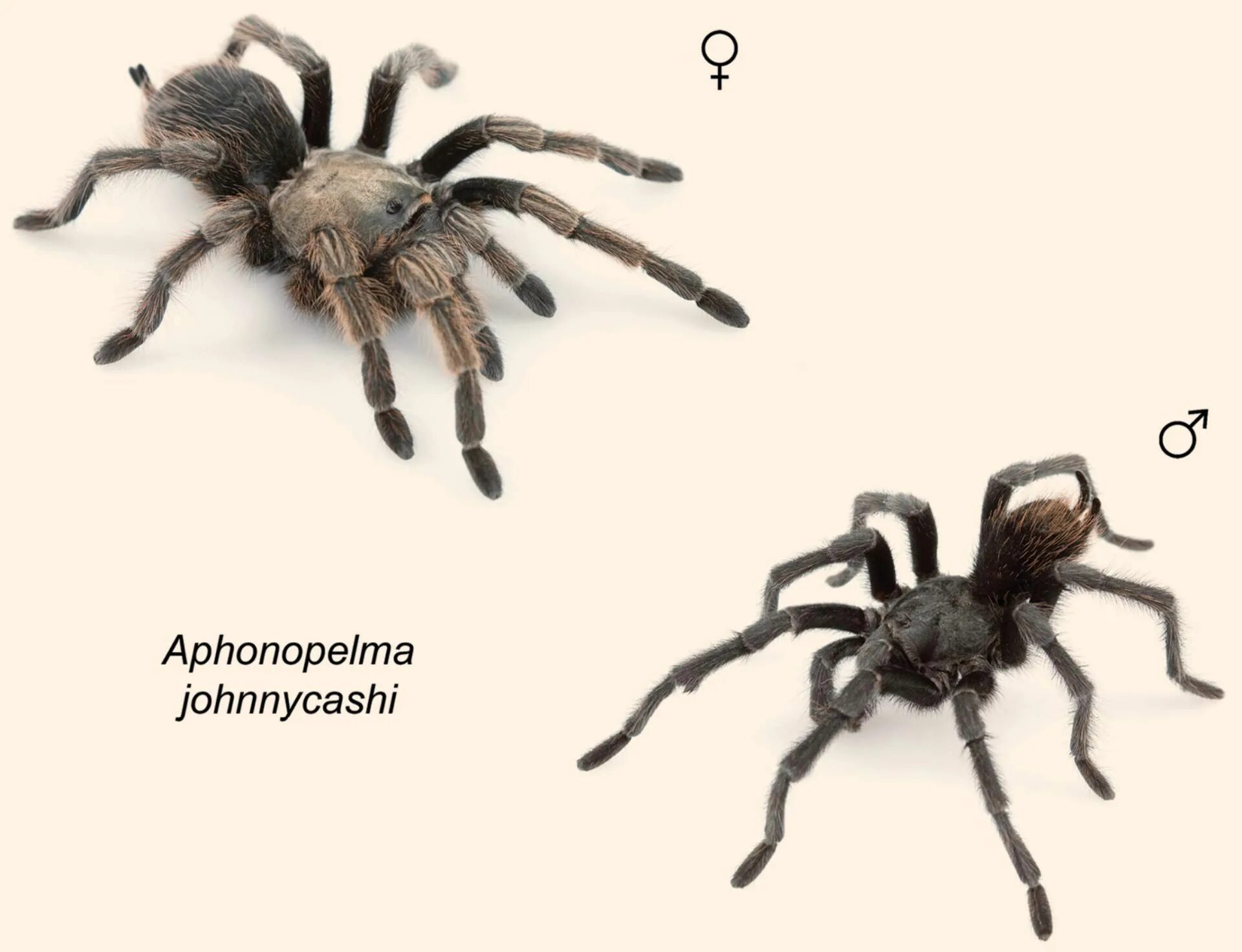 Определить вид паука. Тарантул Aphonopelma. Aphonopelma johnnycashi. Паук птицеед самец и самка. Птицеед Афонопельма.
