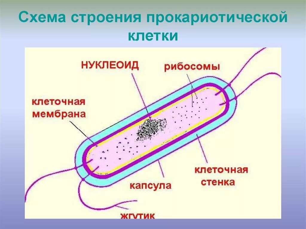 Бактерия прокариот строение. Схема строения прокариотической клетки. Строение прокариотической клетки бактерии. Строение бактериальной клетки прокариот. Строение клетки прокариот.