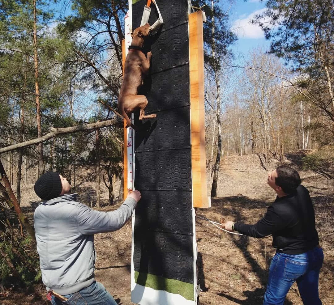 Прилипнувший к дереву. Wall climbing для собак. прыжки собак в высоту. собака привязана к дереву. wall jump для собак.