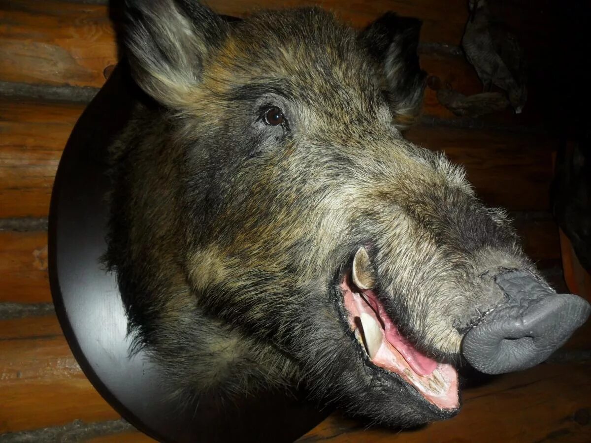 зубы кабанов