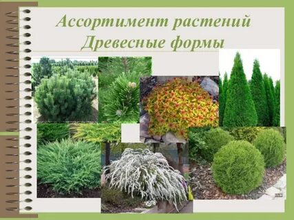 Группа древесных растений