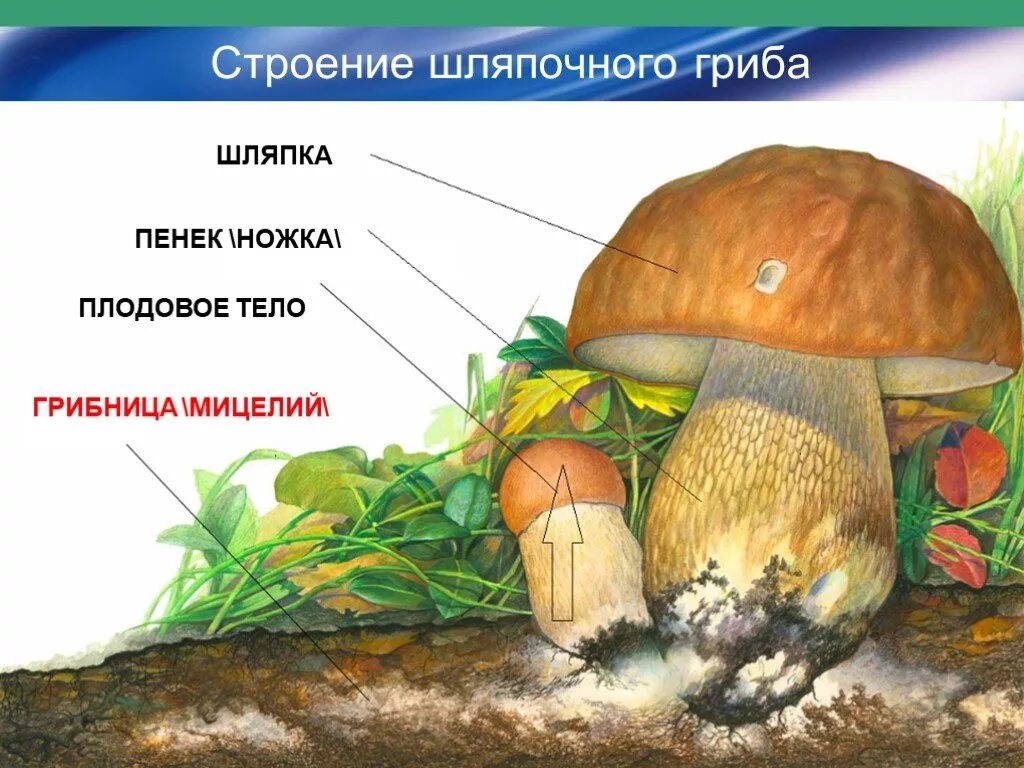 Грибы строение шляпочных грибов. Шляпочные грибы грибница строение. Строение гриба Боровика. Гриб строение шляпочного гриба. Мицелий шляпочных грибов