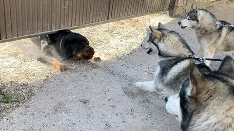Лай собаки в частном доме