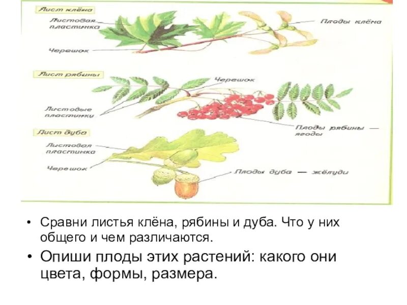 Тип листа рябины. Рябина обыкновенная строение листа. тип строения листа рябины. строение листьев рябины. строение листа рябины.