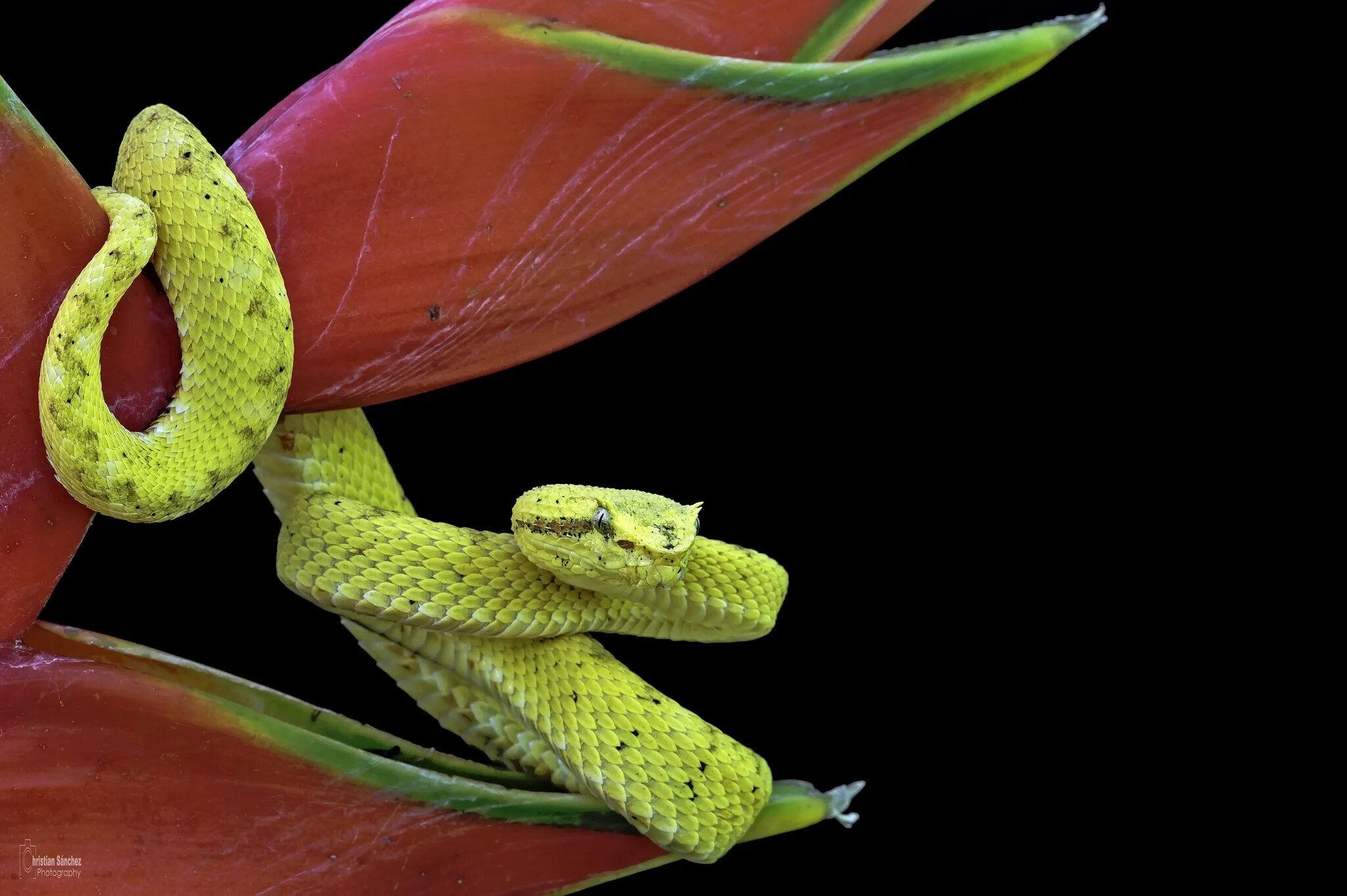 Цветок змея 1