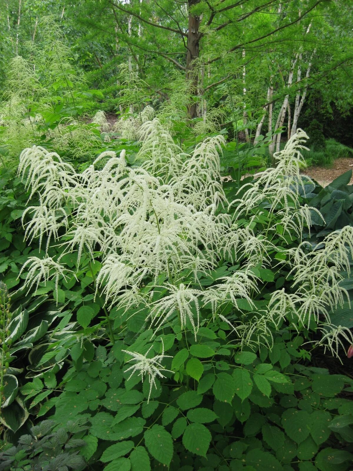 Арункус фото. Волжанка двудомная (Aruncus dioicus). Волжанка двудомная 'Kneiffii'. Арункус / Волжанка двудомная. Волжанка Арункус обыкновенная.