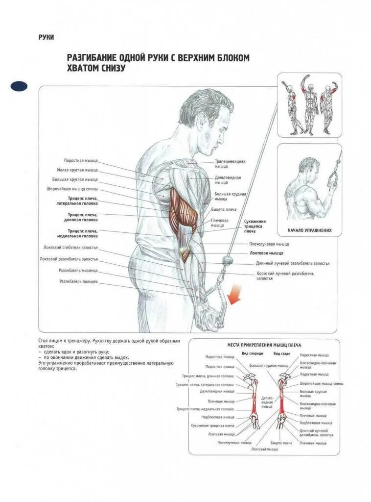 Тренировка грудь трицепс. Тренировка трицепса в домашних условиях. Анатомия силовых упражнений фредерик делавье. Программа на трицепс. Программа тренировок грудные и трицепс.