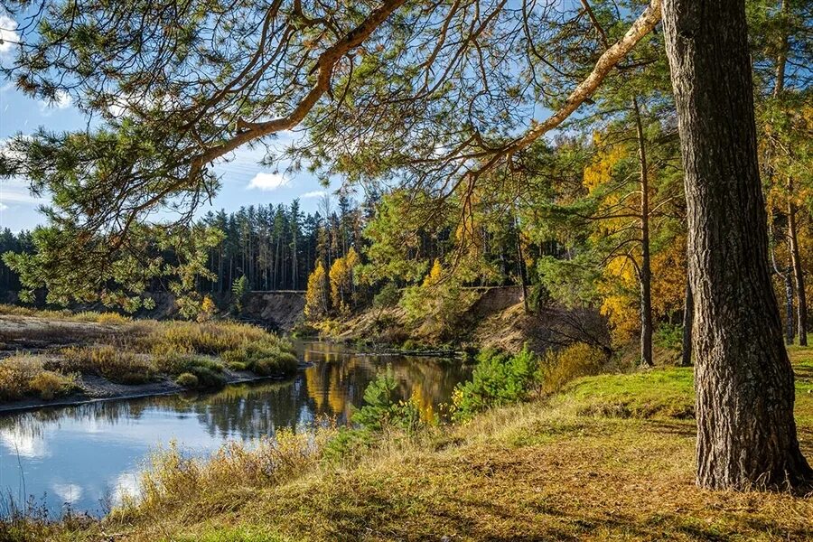 Сосновый лес река Липовка. Сосновый Бор речка Воронеж. Река Глуховка Сосновый Бор. Река Нерская озеро сосны.